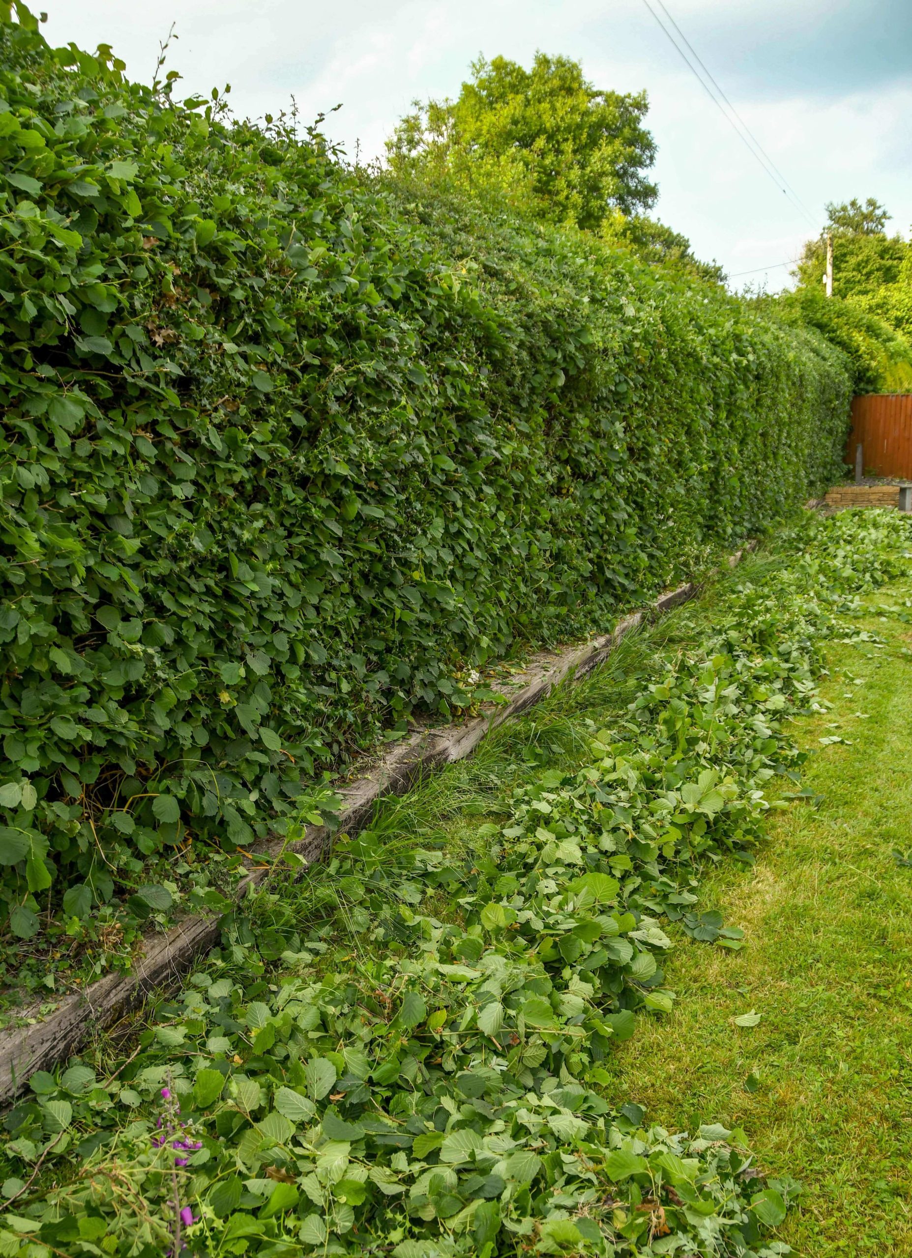 Garden Maintenance Weybridge KT13