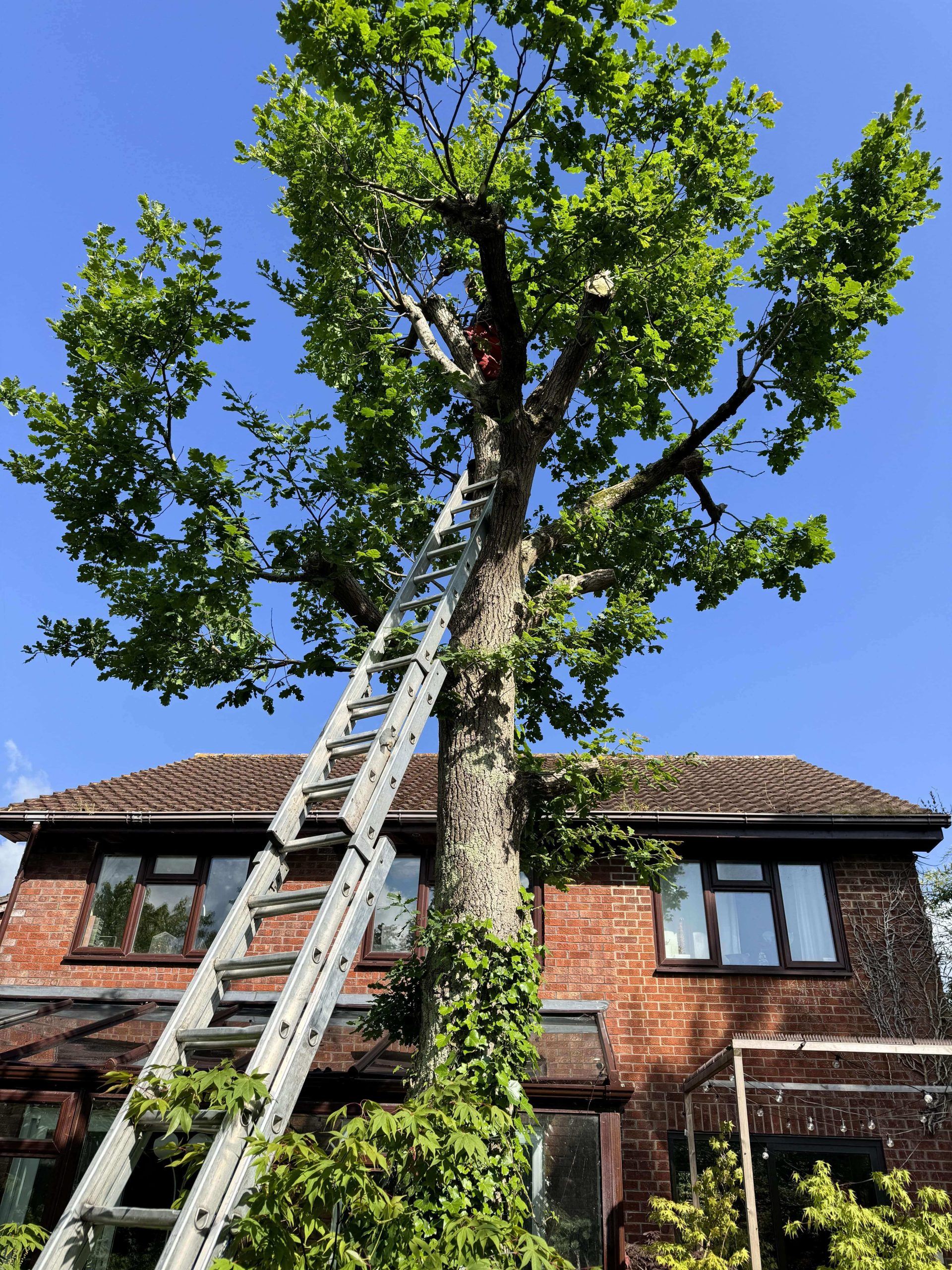 Arborists/Tree Services Weybridge KT13